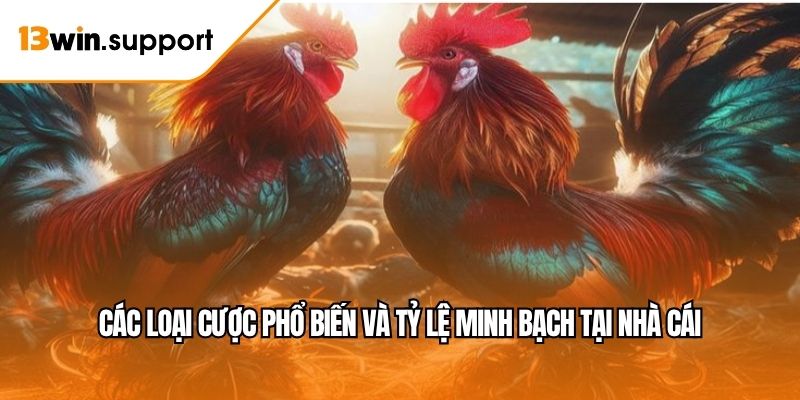 Các loại cược phổ biến và tỷ lệ minh bạch tại nhà cái